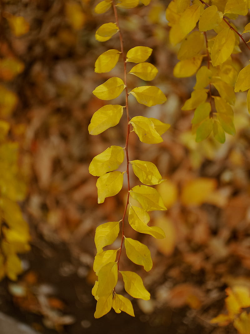 yellow leaves on brown soil, HD phone wallpaper