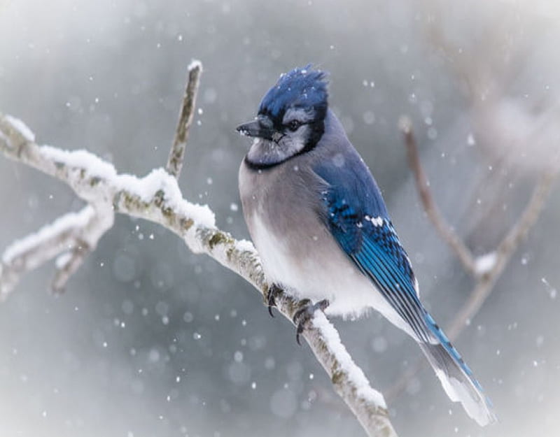 Blue Jay on Snowy Branch, snow, nature, blue jay, branch, winter, HD wallpaper