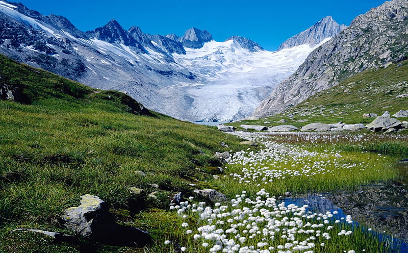 Spring in Swiss Alps, flowers, switzerland, snow, landscape, HD wallpaper