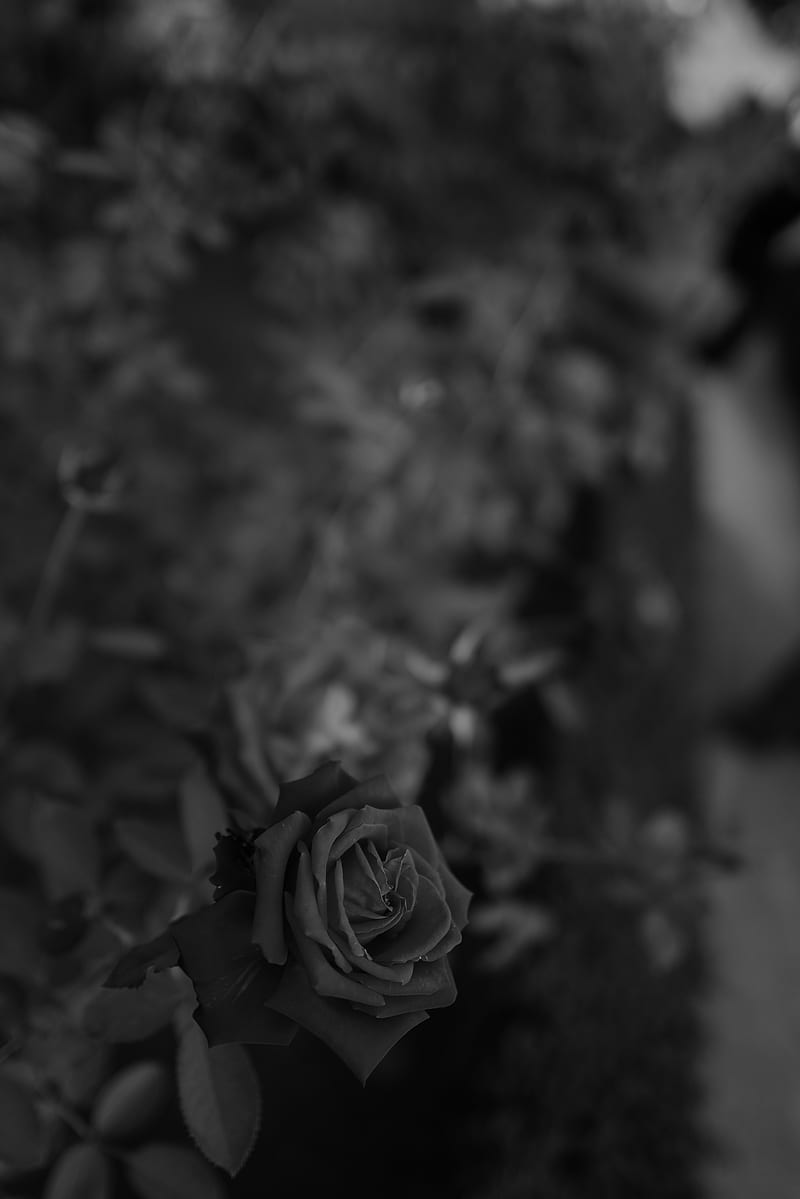 rose, flower, bw, plant, HD phone wallpaper
