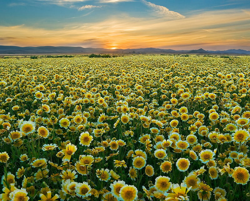 Wildflowers, california, HD wallpaper