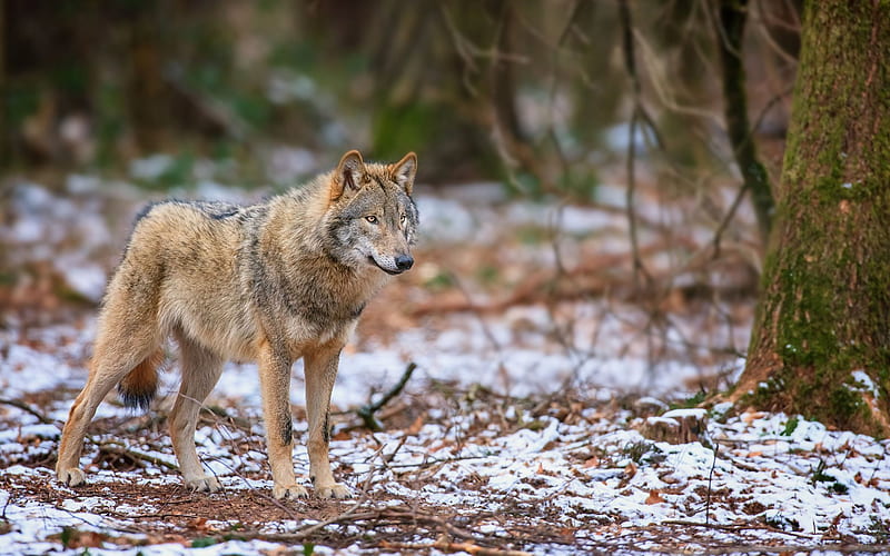 wolf, forest, winter, predators, HD wallpaper