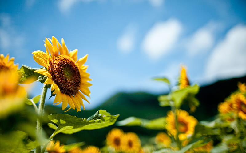 Sunflowers, summer, field, blur, Ukraine, HD wallpaper