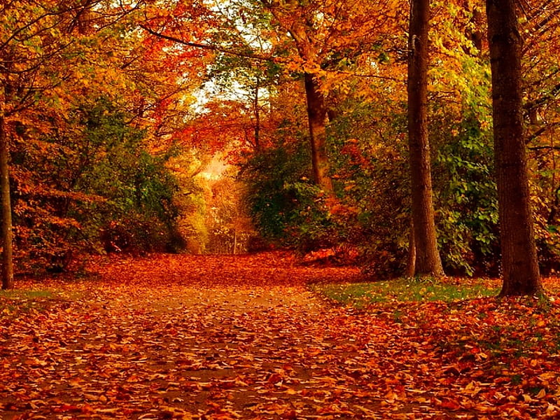 October, fall, pretty, colorful, autumn, glow, falling, shine, bonito ...