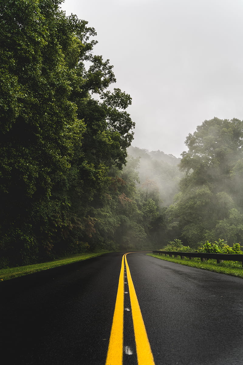 road, turn, asphalt, fog, trees, HD phone wallpaper