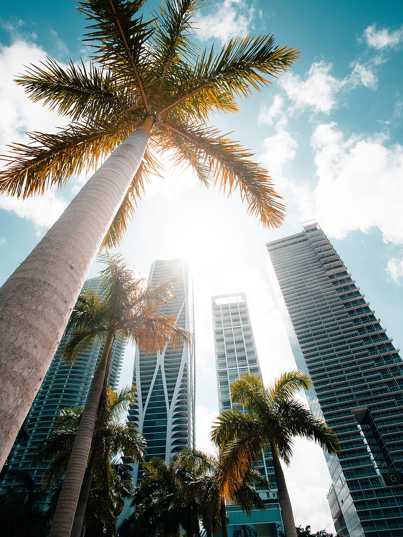 palm trees, bottom view, skyscraper, buildings, city, HD phone wallpaper