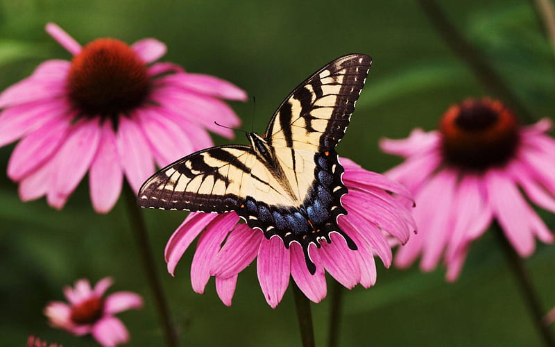 Tiger Shallowtail Butterfly and Purple Coneflower, butterfly, purple, coneflower, yellow, nature, petals, animals, HD wallpaper