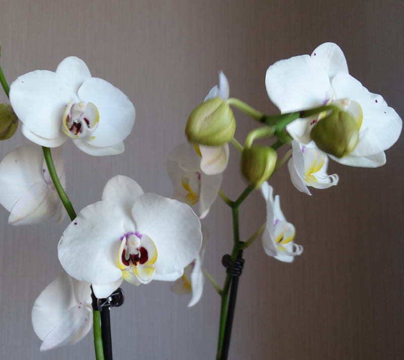 nature fal orchid 3, HD wallpaper