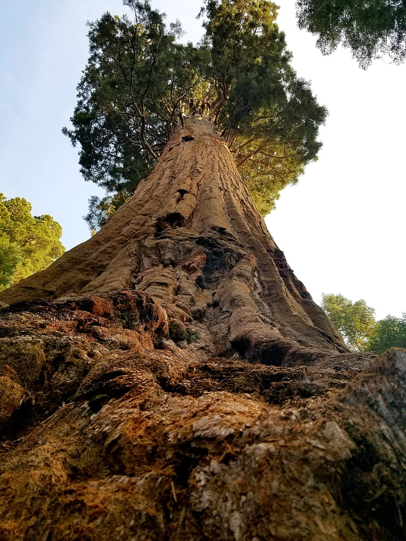 Tree, giant sequoia, HD phone wallpaper
