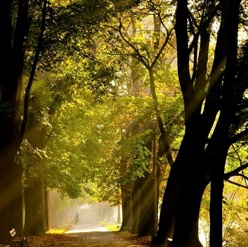 Touch of Gentleness, sun beam, trees, rays, woods, HD wallpaper