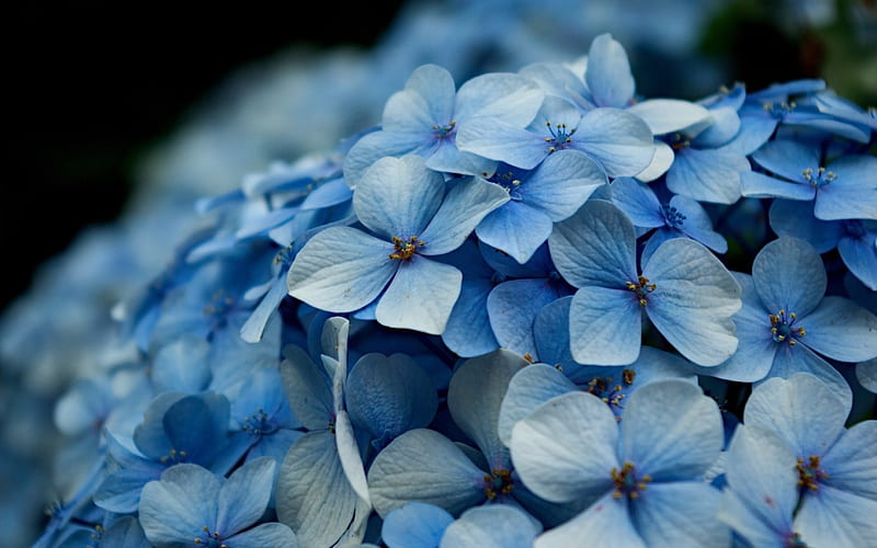 blue macrophylla, pretty, flowers, nature, blue, HD wallpaper