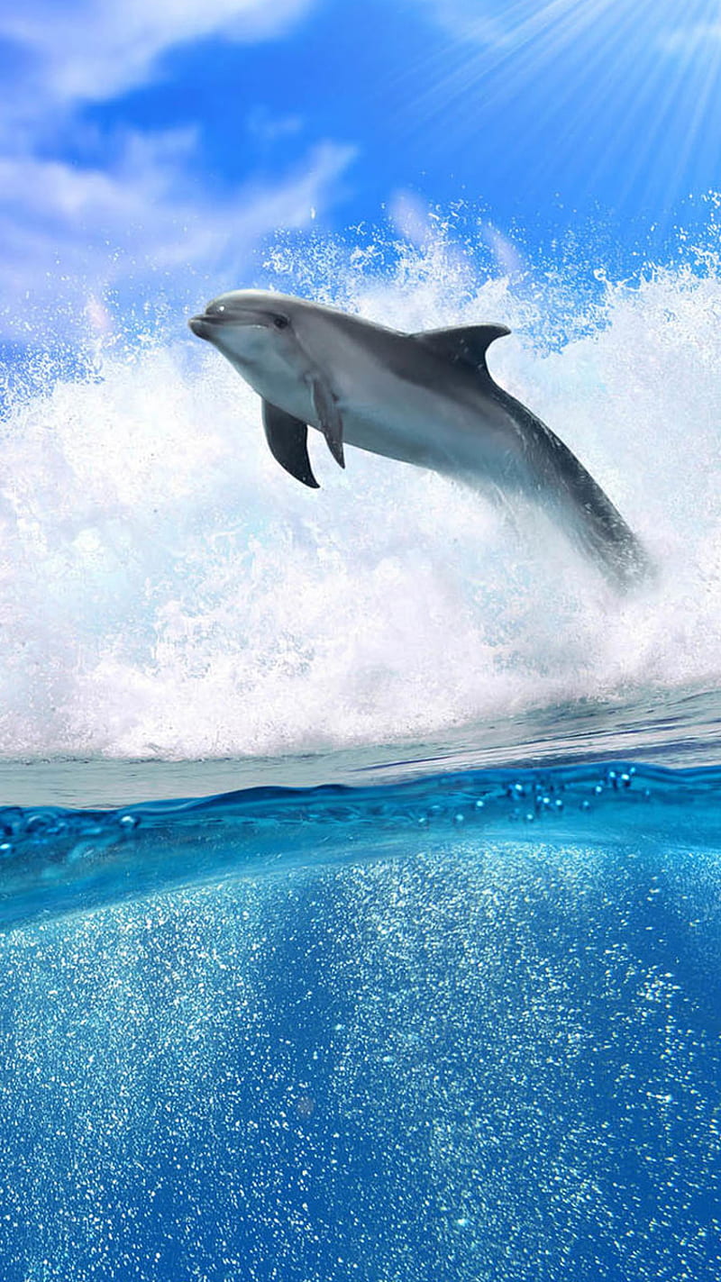 Download wallpaper 1350x2400 dolphin sea water waves spray iphone  876s6 for parallax hd background