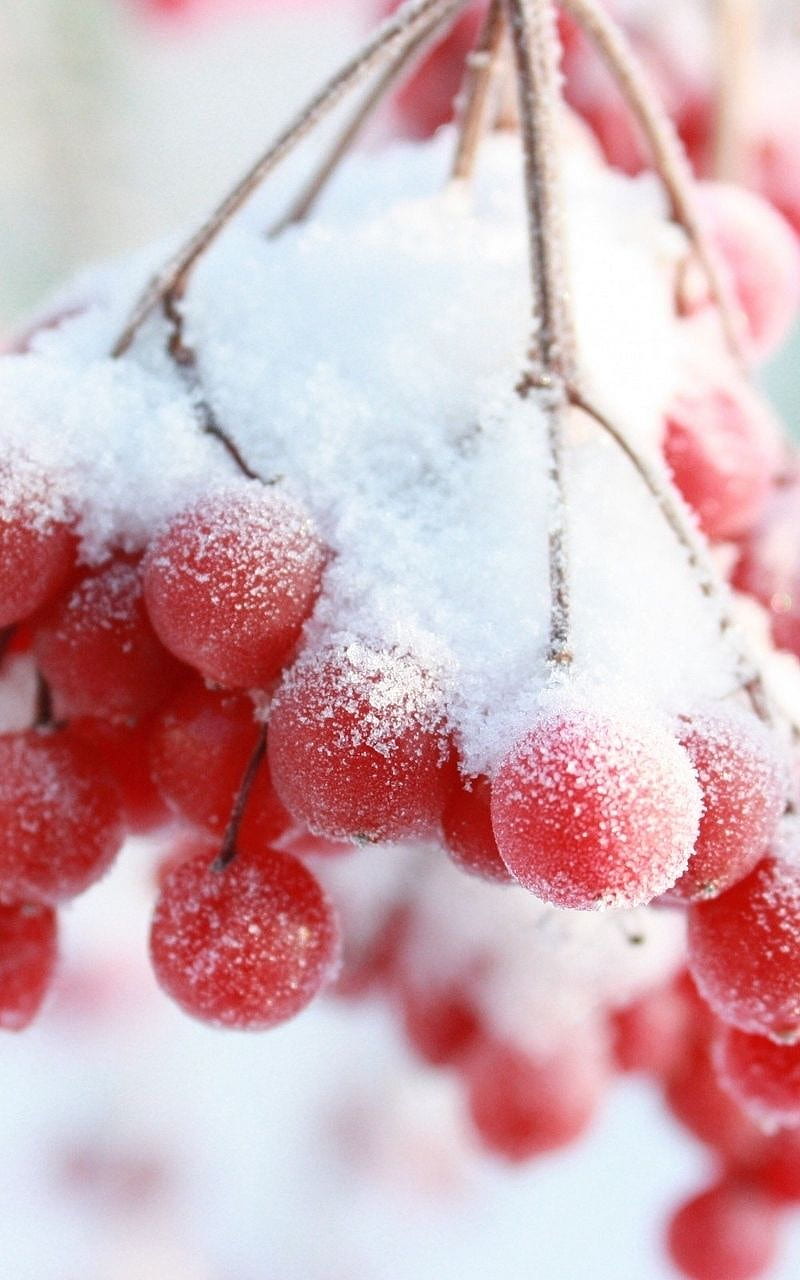 winter rowan branch snow berry. Red berries, Berries, Apple, HD phone wallpaper