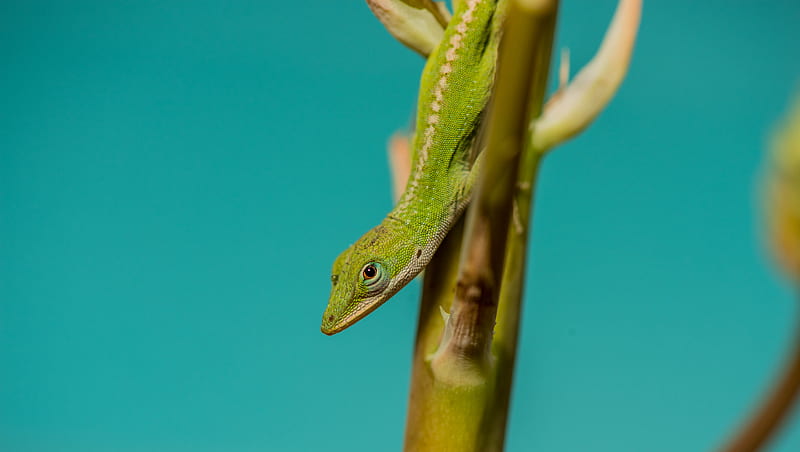 lizard, reptile, green, amphibian, HD wallpaper