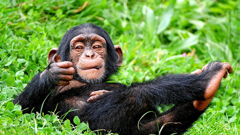 Funny Chimpanzee Is Lying Down On Green Plants Funny, HD wallpaper