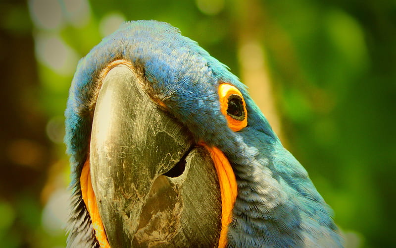 macaw exotic birds, parrots, HD wallpaper