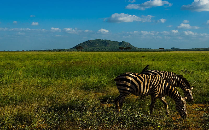 zebra, wildlife, savannah, Africa, green meadow, HD wallpaper