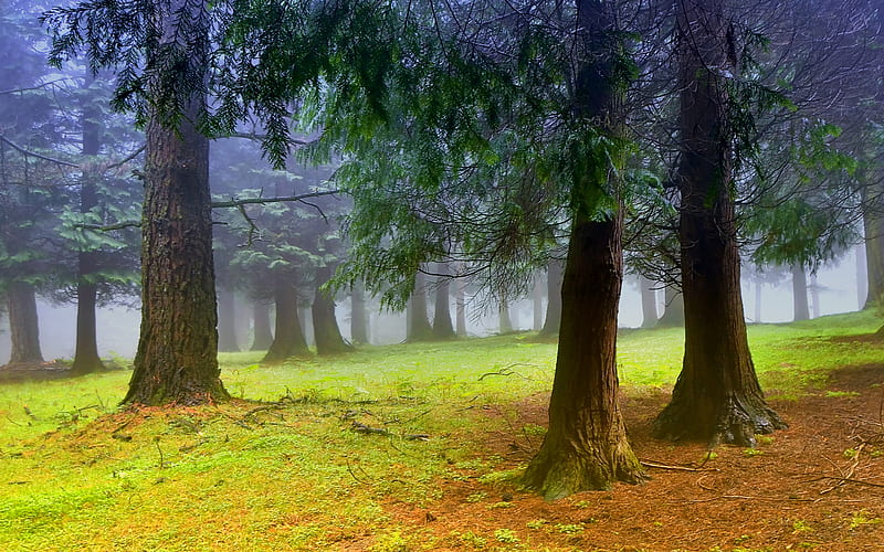 Morning in the Woods, grass, background, bliss, fog, nice, multicolor, landscapes, path, paisage, wood, dawn, smoky, purple, violet, white, bonito, seasons, leaves, roots, green, smoke, scenery, blue, paisagem, day, nature, branches, pc, scene, grassland, foggy, orange, yellow, clouds, cenario, lightness, scenario, beauty, forests, morning, , paysage, cena, black, trees, sky, panorama, cool, awesome, hop, colorful, gray, woods, carpet, graphy, moss, grove, light, amazing, multi-coloured, colors, spring, new day, leaf, colours, natural, HD wallpaper