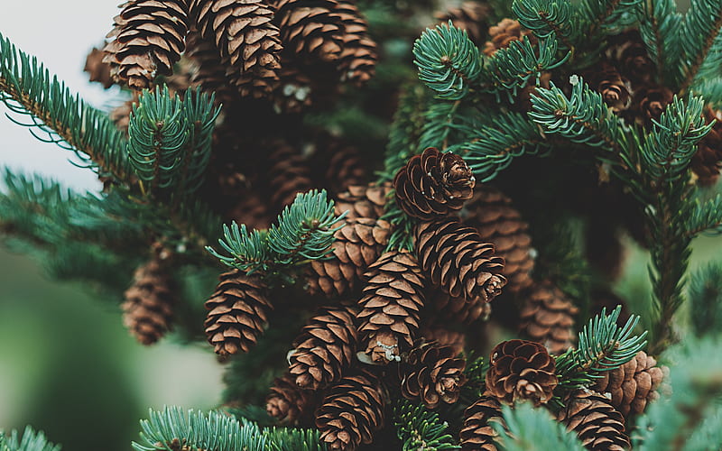 cones on the tree, forest, tree, cones, spruce branch, cones on spruce branch, HD wallpaper