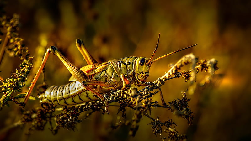 Animal, Grasshopper, Insect, Macro, Plant, Wildlife, HD wallpaper