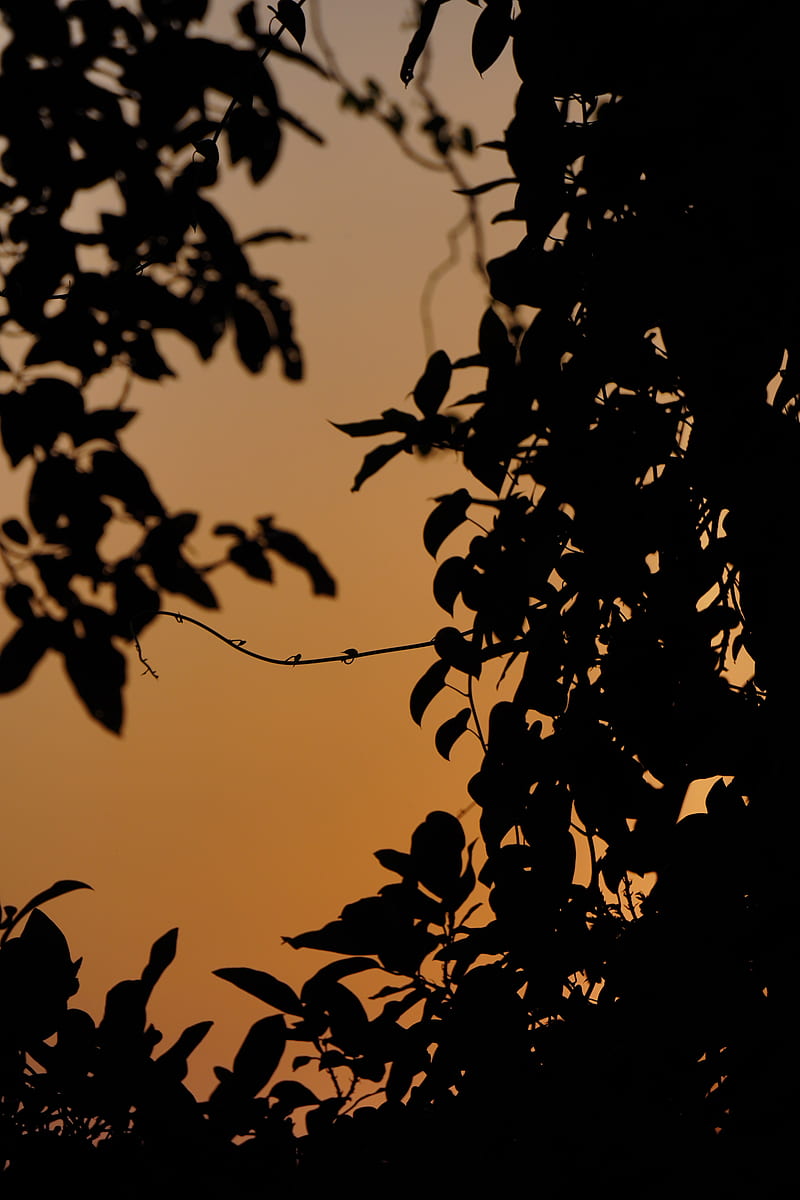 leaves, branches, silhouette, sunset, HD phone wallpaper