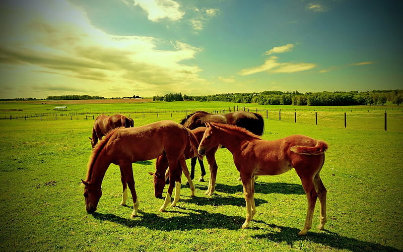 Horses, grass, grazing, sky, field, animal, HD wallpaper