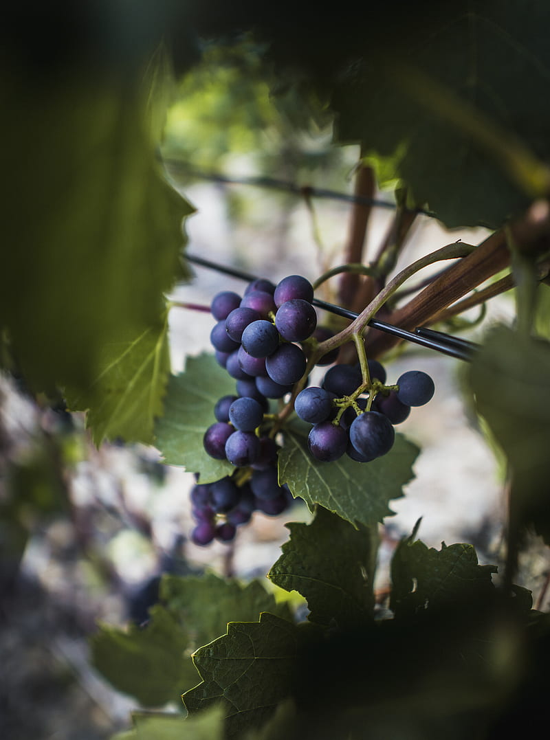 grapes, vine, fruits, berries, leaves, HD phone wallpaper