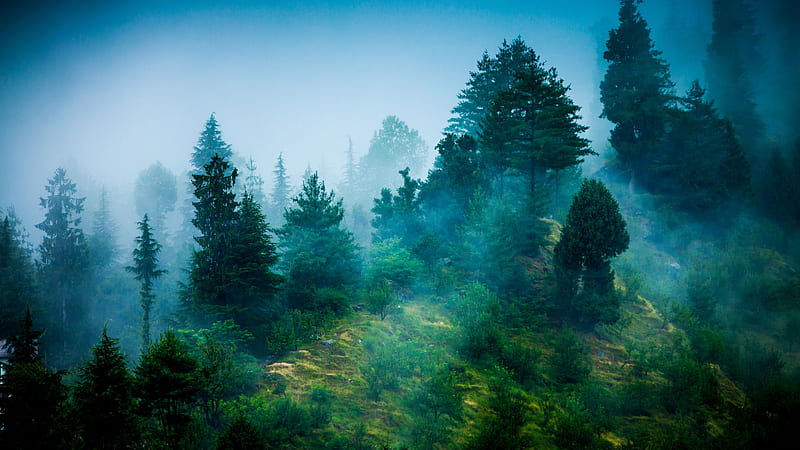 Foggy forest, blue, fog, foggy, forest, green, hill, mountains