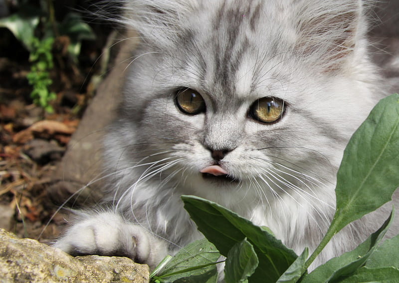 pretty kitty, pretty, kitty, gris, licing, resting, backyard, HD wallpaper
