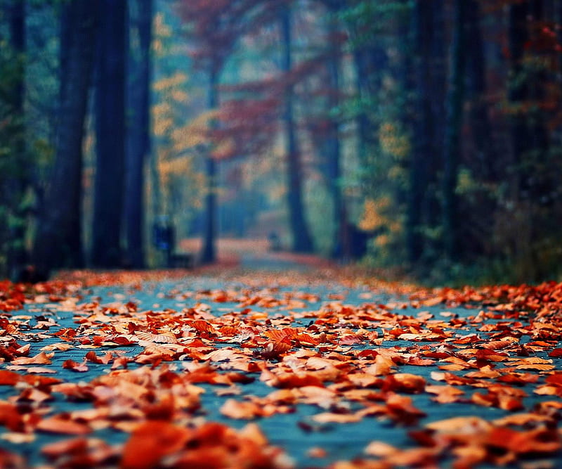 autumn, leaves, park, road, trees, HD wallpaper