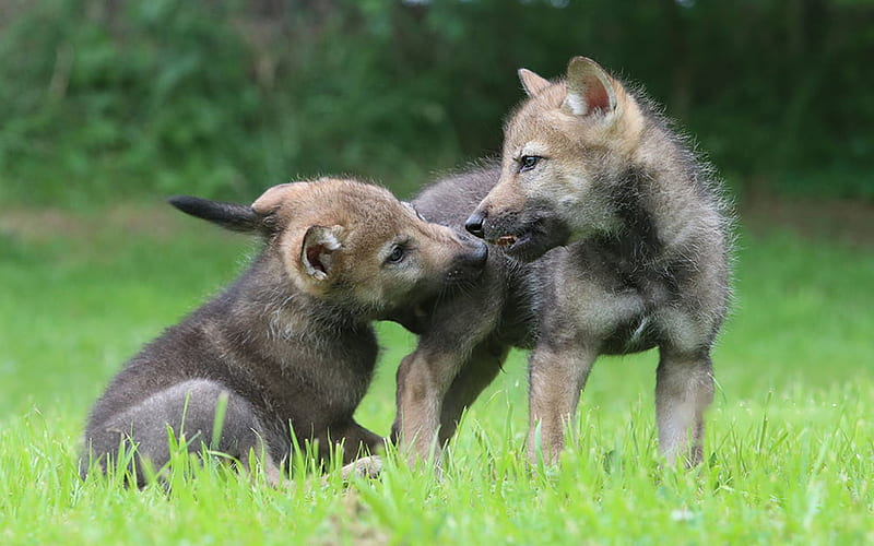 Wolf Pups, predators, cute, wilderness, playful, HD wallpaper | Peakpx