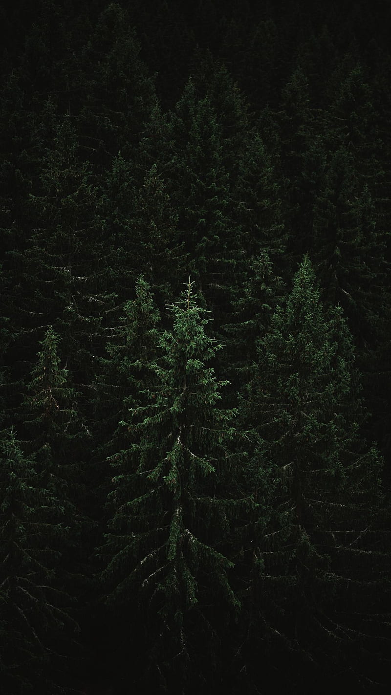 Dark Forest - Top Best Quality Dark Forest Background (, ), Dark Green Jungle, HD phone wallpaper
