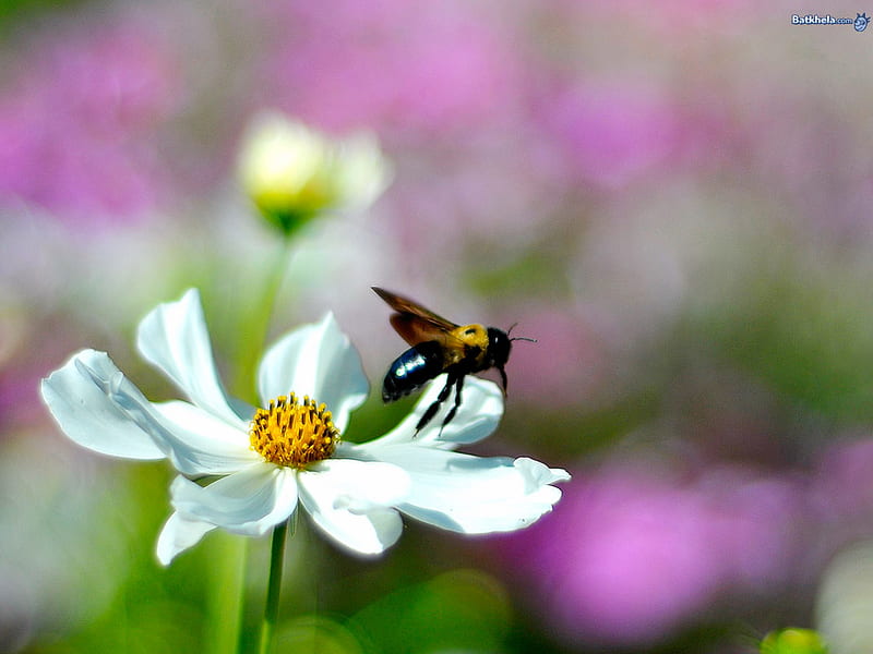 Bee on a pretty white flower, bee, love, flower, white, nectar, HD wallpaper