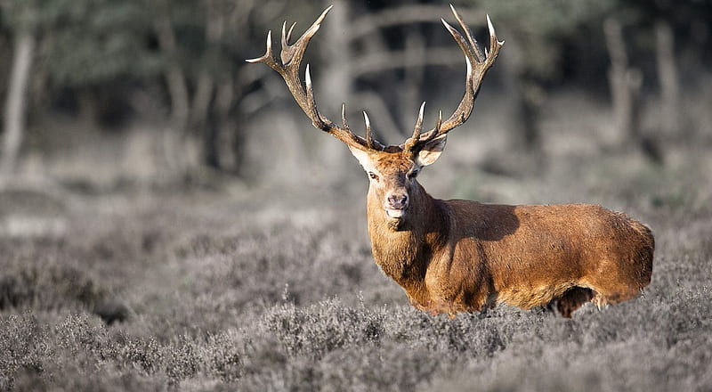 Majestic, wild animals, wild buck, wildlife, nature, deer, HD wallpaper |  Peakpx