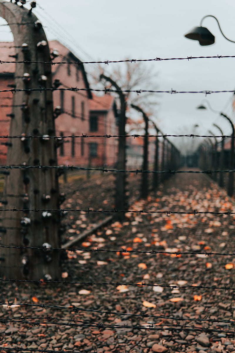 fence, barbed wire, wire, spikes, HD phone wallpaper