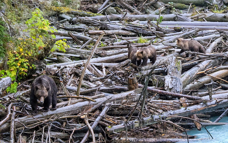 Mother Bear and her 3 Cubs, BC, Canada, Bears, Animals, HD wallpaper