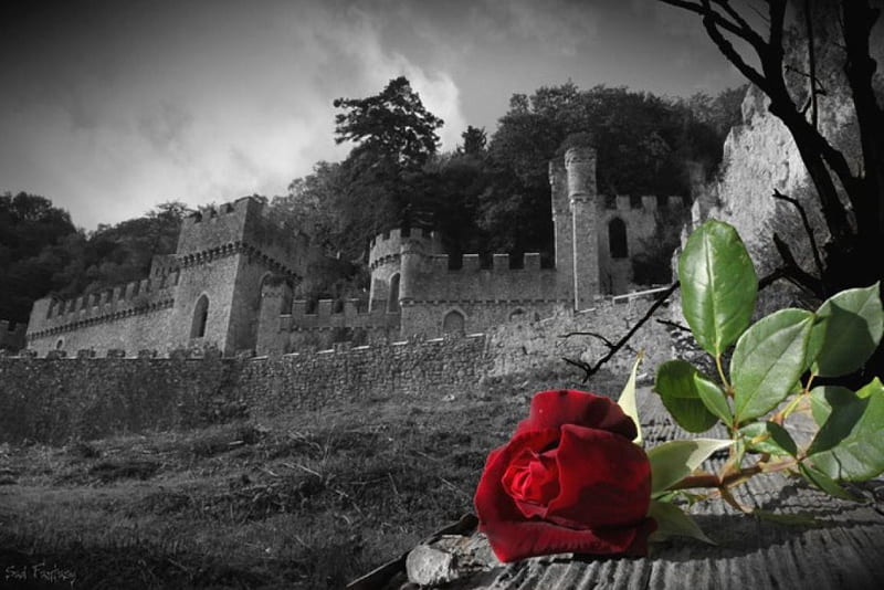 The Red Rose, building, blossom, flower, castle, artwork, HD wallpaper