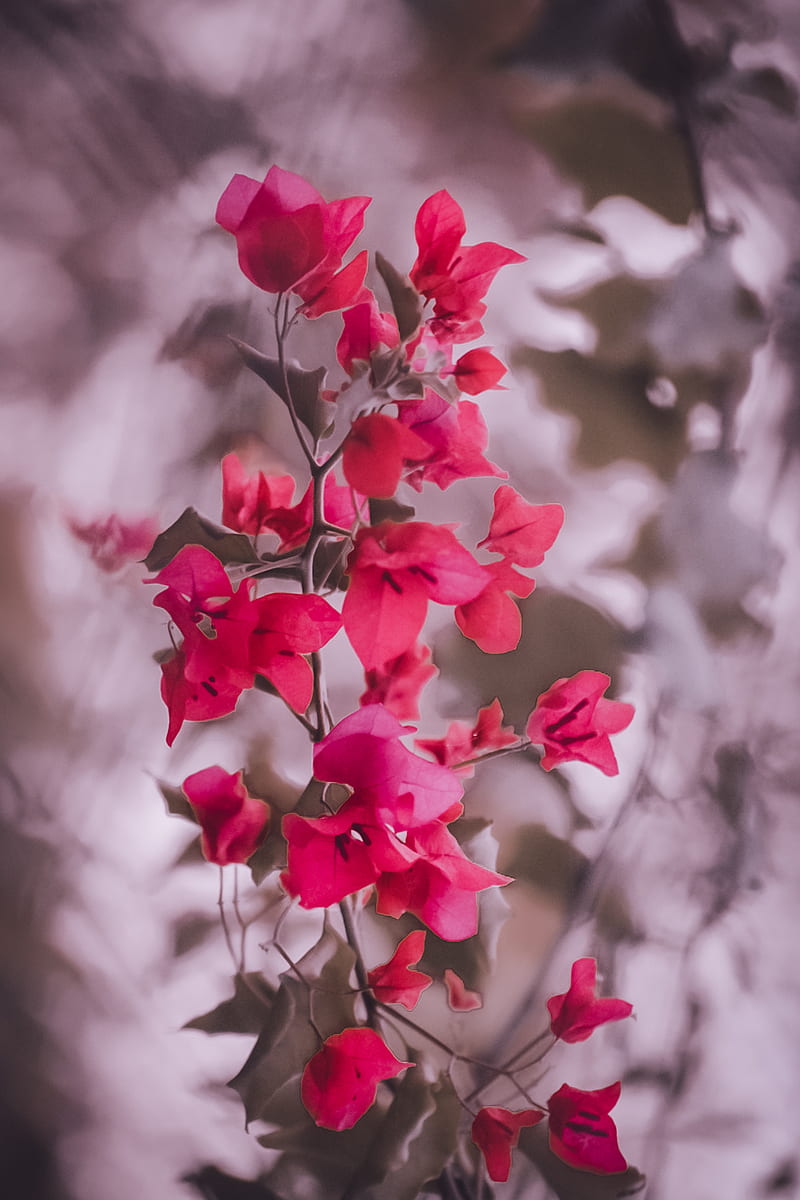 Bougainville, blossoms, cherry, flow, nature, pink, HD phone wallpaper