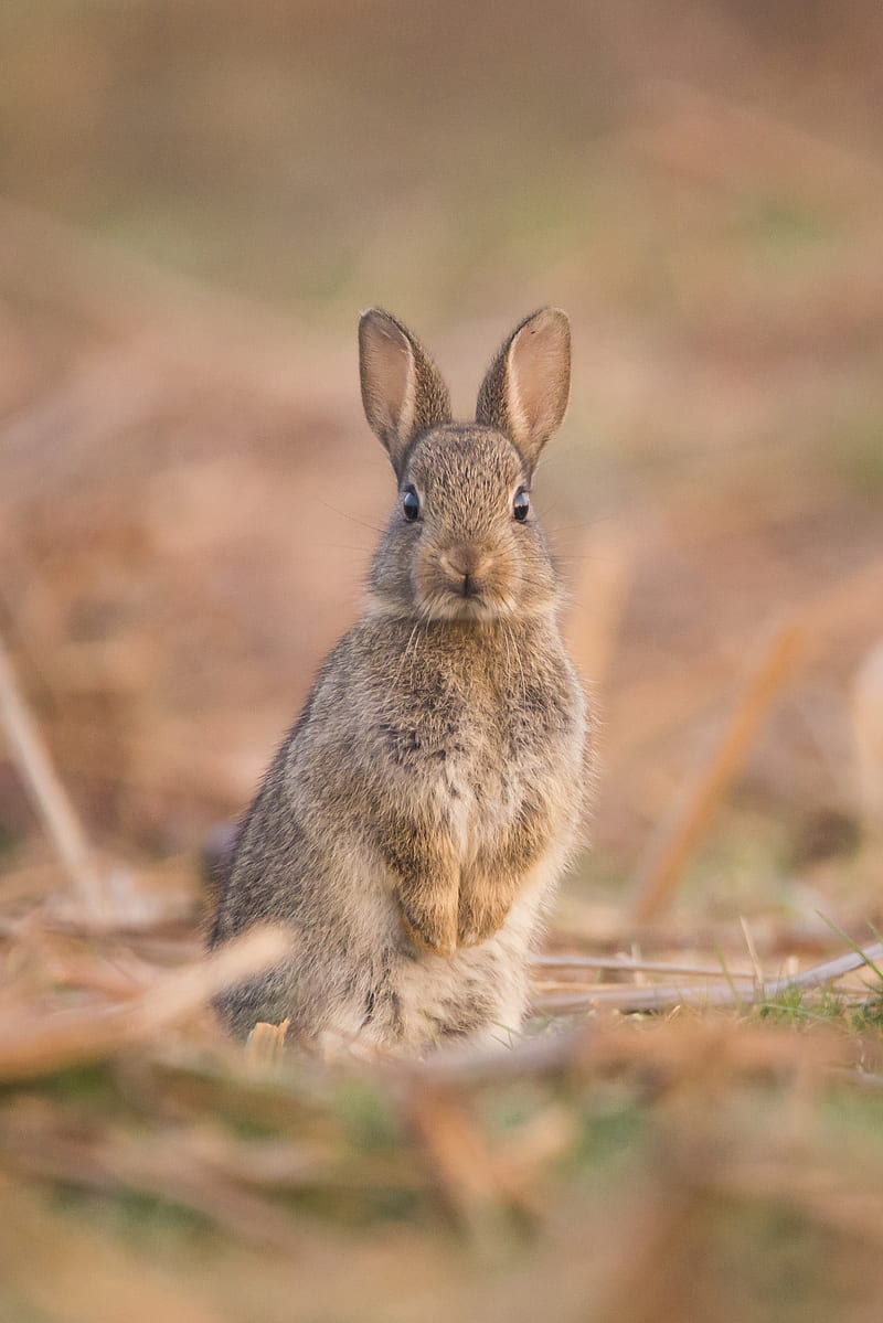 hare, cute, funny, animal, wildlife, HD phone wallpaper