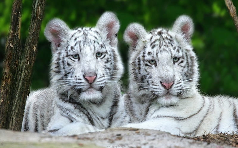 White Tiger Cubs, mouth, rock, gray, striped, tiger, leaves, green, stone, animals, nose, ears, trees, daylight, strong, day, nature, cubs, eyes, cats, white, HD wallpaper