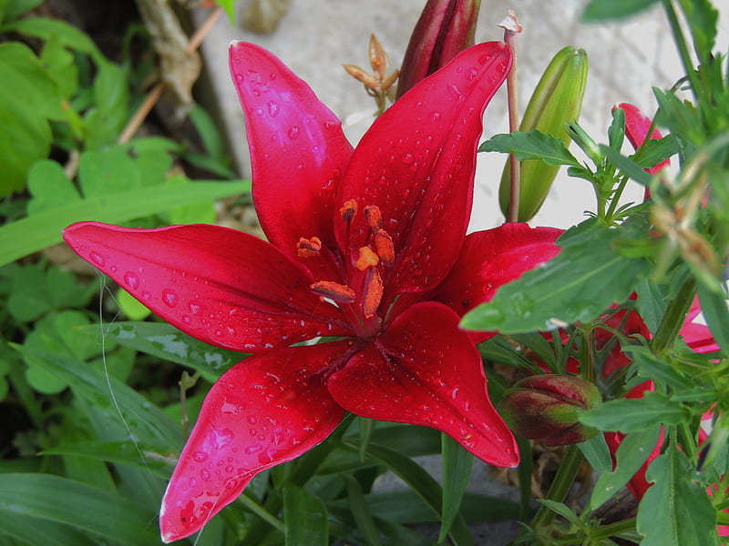Crimson Garden Lily, Garden Lily, graphy, Raindrops, Flowers, Crimson ...