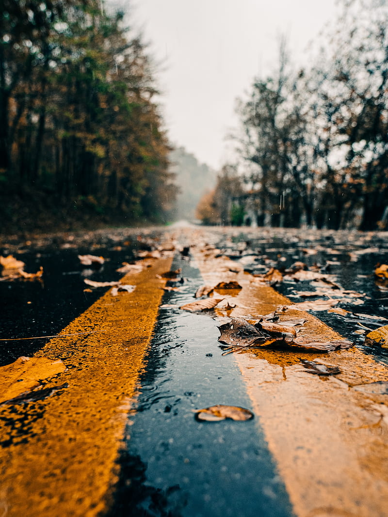 road, marking, leaves, autumn, wet, HD phone wallpaper