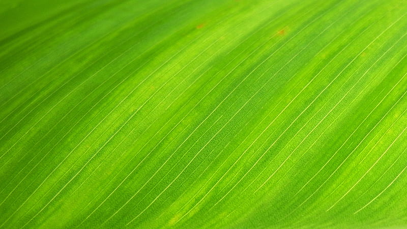 Green Textile, HD wallpaper