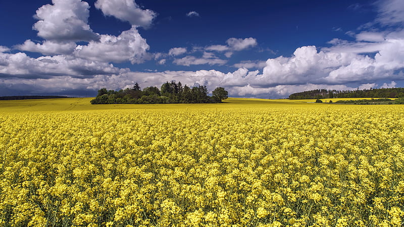 Yellow Rapeseed Flowers Field In White Clouds Blue Sky Background Flowers, HD wallpaper