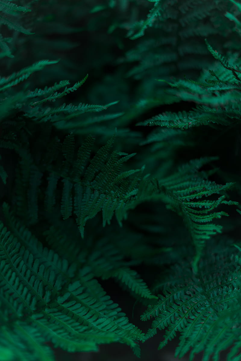 Fern, branches, leaves, macro, green, HD phone wallpaper | Peakpx