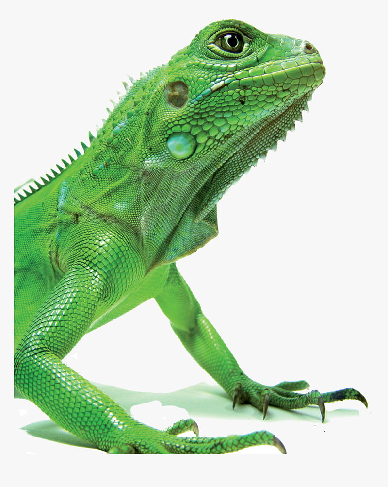 Green Iguana, Png, HD phone wallpaper
