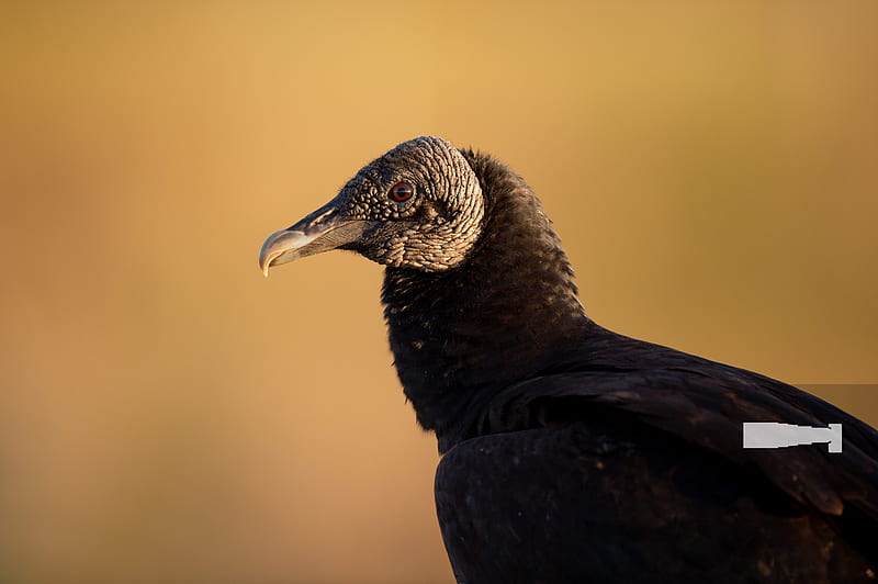 Black Vulture Portrait, HD wallpaper