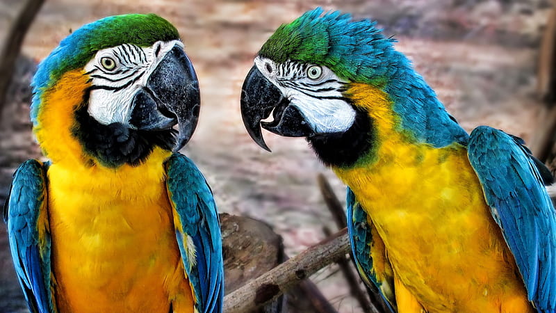 Yellow Blue Sharp Nose Parrots In Blur Background Animals, HD wallpaper