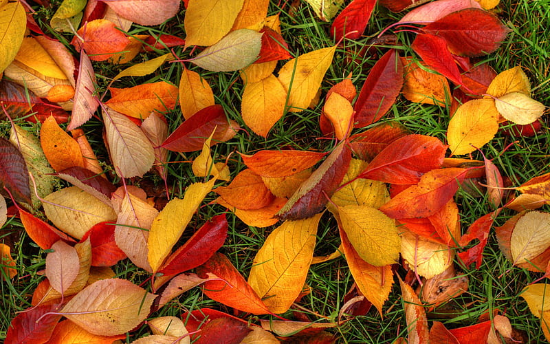 Latest Autumn Leaves, autumn, leaves, nature, HD wallpaper