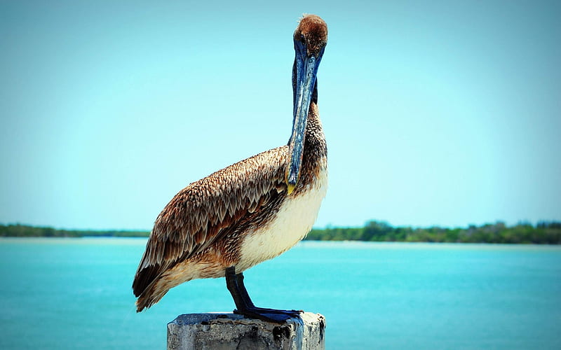 pelican, tropical island, ocean, birds, HD wallpaper